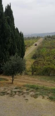 Thumbnail Passeggiata e wine experience sui colli bolognesi con 2 visite alle cantine