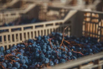 Thumbnail Weinprobe mit regionalen Produkten und Kellerführung bei Nicolis im Valpolicella