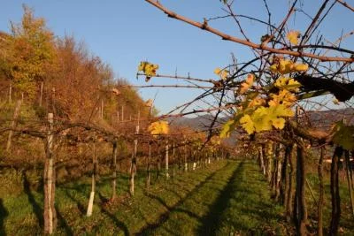 Thumbnail Vintage Franciacorta Tasting at Villa Franciacorta: 3 Millesimati Through the Years.