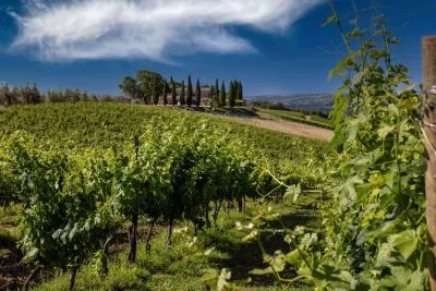 Thumbnail Tasting of 4 Wines at Decugnano dei Barbi in Orvieto
