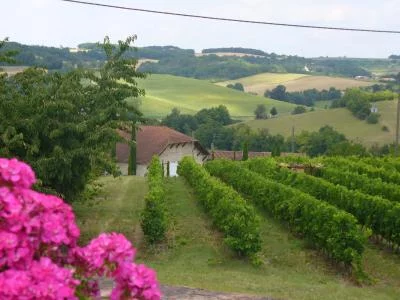 Thumbnail Promenade dans les vignobles et dégustation guidée au Château Labastide Orliac