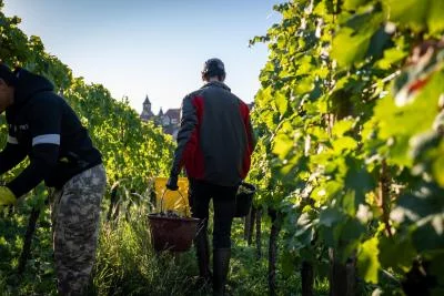 Thumbnail Grape Harvester for a Day at Maison Jean Huttard in Alsace