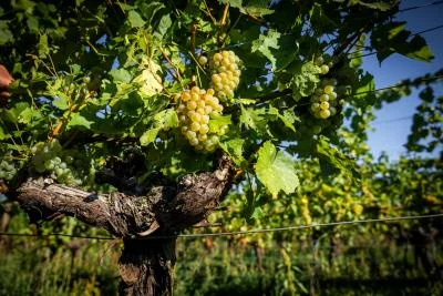 Thumbnail Grape Harvester for a Day at Maison Jean Huttard in Alsace