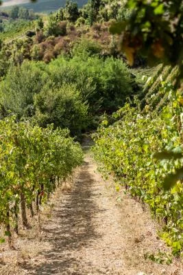 Thumbnail Zerbosco : chasse aux truffes dans les vignobles avec dégustation de vin et déjeuner