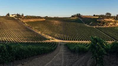 Thumbnail From Vineyard to Table: Winery Tour, Tasting and Lunch at Colle Adimari