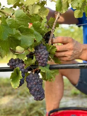 Thumbnail Zwei Ausdrucksformen, ein Terroir - Amphora Weinerlebnis auf dem Weingut Stefano Brutti