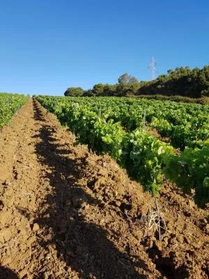 Thumbnail Visite du vignoble et dégustation de vin à Mustazzavini près de Trapani