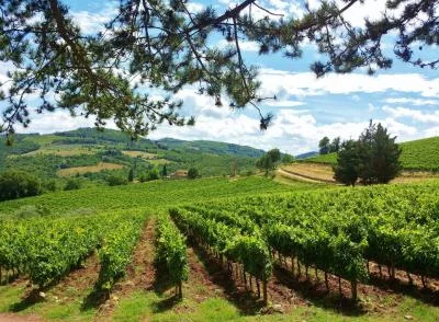 Thumbnail Private Tour and Wine Tasting at Carobbio in Chianti Classico