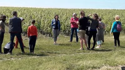 Thumbnail Entre Sauvignon et Gamay : Visite du vignoble biologique et dégustation au Domaine Sauvete