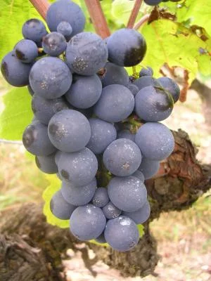 Thumbnail Tra Sauvignon e Gamay: Tour dei vigneti biologici e degustazione al Domaine Sauvete