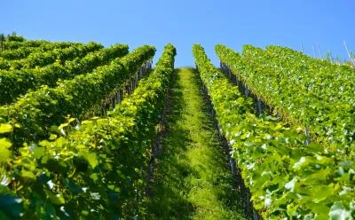Thumbnail Discover the Passion for Wine at Tenuta Regisole with a Guided Tour & Tasting