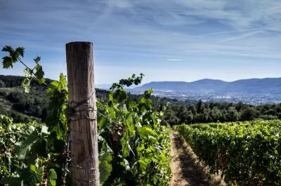 Thumbnail Degustación de Vermentino y Sangiovese en La Colombiera de Colli di Luni