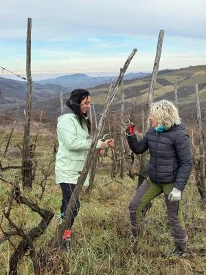 Thumbnail Esperienza di potatura della vite e degustazione di vino nel vigneto