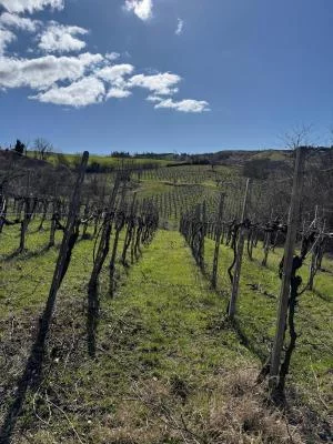 Thumbnail Erlebnis Rebschnitt &amp; Weinprobe im Weinberg