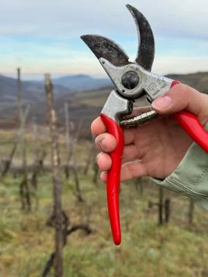 Thumbnail Experiencia de poda de viñas y cata de vinos en el viñedo