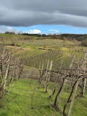 Thumbnail Erlebnis Rebschnitt &amp; Weinprobe im Weinberg