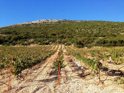 Thumbnail Cata de vinos en Cefalonia