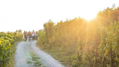 Thumbnail Degustazione di vino a Colline de Daval in Vallese