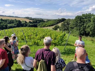 Thumbnail Discover Polish Wine: Vineyard Tour and Tasting at Winnica 55-100