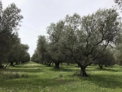 Thumbnail De l'arbre à la table : Deviens un expert en huile d'olive biologique à Assise chez Tili Vini