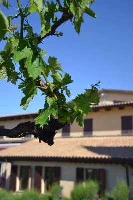 Thumbnail La esencia de la bodega - Cata de vinos en Colle Funaro