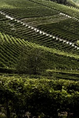Thumbnail Degustación de la CRU de Barolo y visita a la bodega Réva