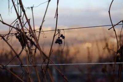 Thumbnail Langhe Experience: winery tour and wine tasting at Réva