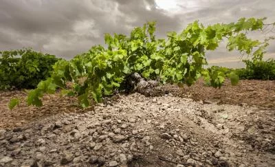 Thumbnail "Visita Vip" a #Garagewine vicino a Toledo, Castilla-La Mancha