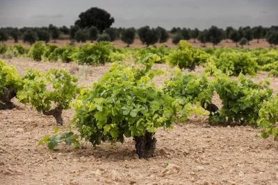 Thumbnail "Visita Vip" bei #Garagewine in der Nähe von Toledo, Castilla-La Mancha