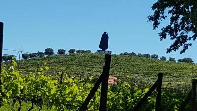 Thumbnail Private Douro Valley Wine & Scenic Views Tour from Porto