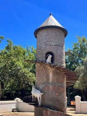 Thumbnail Wine tour di piccoli gruppi nelle Terre del Capo: Stellenbosch, Franschhoek e Paarl