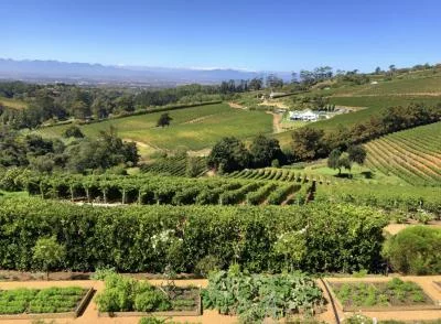 Thumbnail Kleingruppe Cape Winelands Weinreise: Stellenbosch, Franschhoek &amp; Paarl
