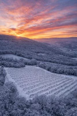 Thumbnail dégustation de vin "classique" à Sesta di Sopra