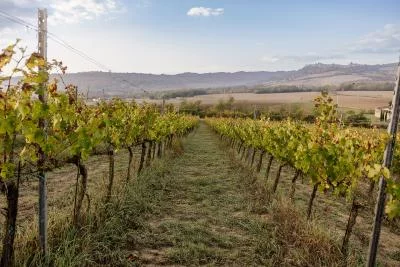 Thumbnail 5-Degustación de vinos y visita a bodegas en Terre d'Aquesia en Tuscia