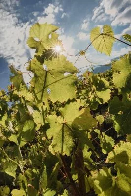 Thumbnail Cata de vinos naturales y visita a viñedos en Terre d'Aquesia