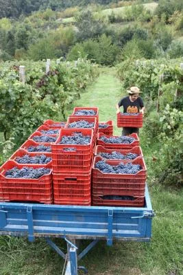 Thumbnail Visite du vignoble et dégustation de vin à Matunei dans le Monferrato