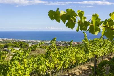 Thumbnail Private Halbtagestour durch Weinberge und Weinproben ab Barcelona