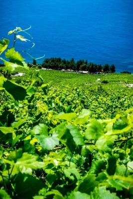 Thumbnail "Dingač Wine &amp; Lunch Experience presso la cantina Vicelić
