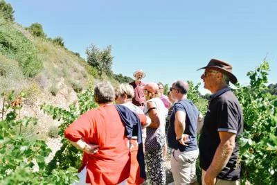 Thumbnail Guided Tour & ‘Old Vintages' Tasting at Clos de Caveau – Family-run Organic Vineyard on the border of Vacqueyras & Gigondas