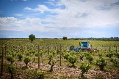 Thumbnail Picnic e vino nella cantina Bosque de Matasnos a Ribera del Duero