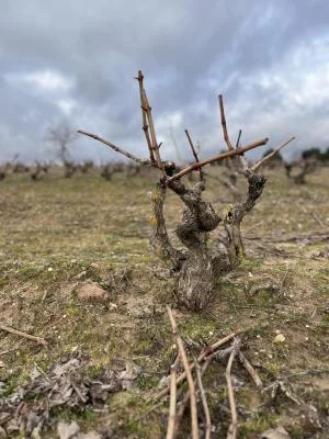 Thumbnail Pique-nique et vin à la cave Bosque de Matasnos à Ribera del Duero