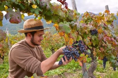 Thumbnail Riviera dei Fiori : de la vigne au verre Wine experience à l'Agriturismo Benza