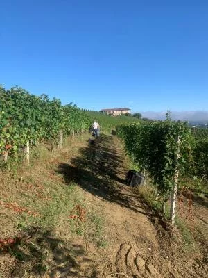 Thumbnail "Orizzonti di Neive" : visite du vignoble et dégustation de 5 vins à Cascina Canova à Neive, Langhe