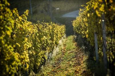 Thumbnail Dégustation de vin et visite de Pian del Bosco dans les Langhe