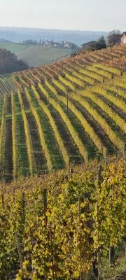Thumbnail Weinbergsbesichtigung und Weinprobe in Réva in den Langhe