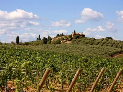 Thumbnail Organic Wine Tasting and Guided Tour at San Fabiano Calcinaia in Chianti