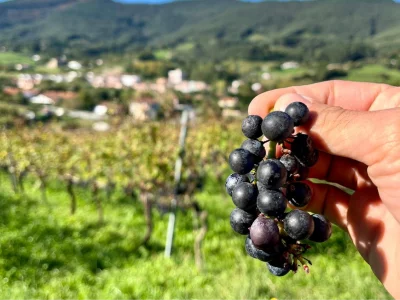 Thumbnail Rioja wine tour: winery and visit to Laguardia from Bilbao