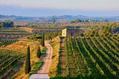 Thumbnail Wine Tasting & Vineyard Picnic in Terra Alta – Edetària Experience