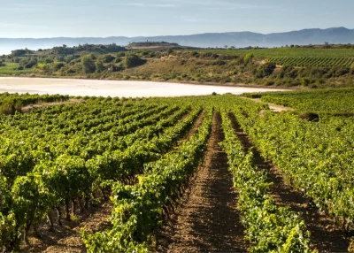 Thumbnail Rioja-Weintour: Weingut Besichtigungen und Besuch von Laguardia ab Pamplona