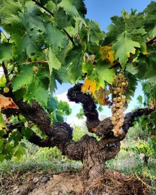 Thumbnail Amantes del Vino - Cata de vinos en Bodegas Vilaplana